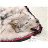 Image 4 : Canadian Wolf Rug Taxidermy