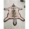 Image 7 : Canadian Wolf Rug Taxidermy