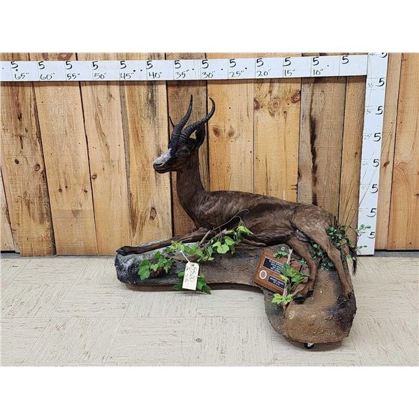 Extra Nice African Chocolate Springbok Full Body Taxidermy Mount