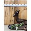 Image 2 : Extra Nice African Chocolate Springbok Full Body Taxidermy Mount