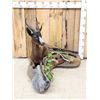 Image 3 : Extra Nice African Chocolate Springbok Full Body Taxidermy Mount