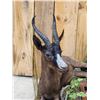 Image 4 : Extra Nice African Chocolate Springbok Full Body Taxidermy Mount
