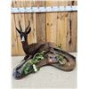 Image 5 : Extra Nice African Chocolate Springbok Full Body Taxidermy Mount