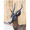 Image 6 : Extra Nice African Chocolate Springbok Full Body Taxidermy Mount