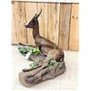 Image 7 : Extra Nice African Chocolate Springbok Full Body Taxidermy Mount