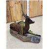 Image 8 : Extra Nice African Chocolate Springbok Full Body Taxidermy Mount