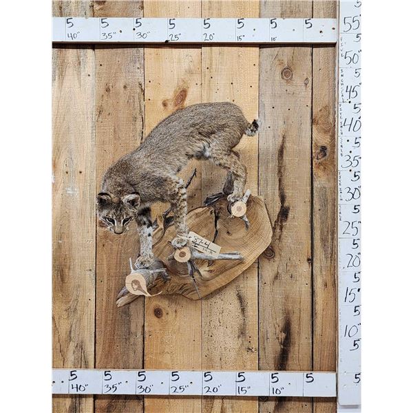 Bobcat Full Body Taxidermy Mount