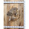 Image 1 : Bobcat Full Body Taxidermy Mount