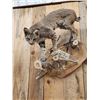 Image 2 : Bobcat Full Body Taxidermy Mount
