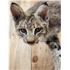 Image 3 : Bobcat Full Body Taxidermy Mount