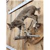 Image 4 : Bobcat Full Body Taxidermy Mount