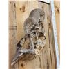 Image 5 : Bobcat Full Body Taxidermy Mount