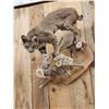 Image 6 : Bobcat Full Body Taxidermy Mount