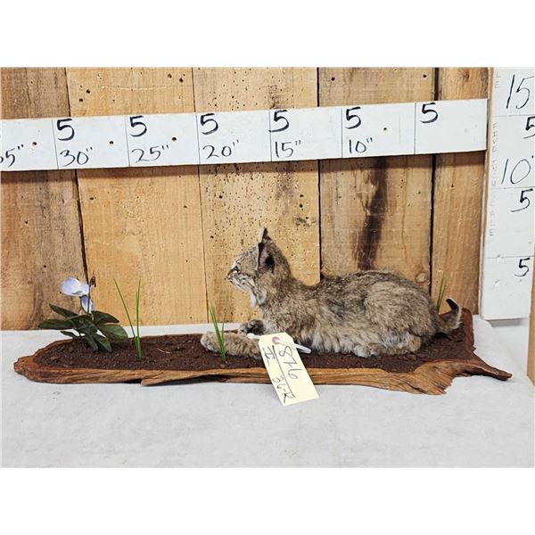 Baby Bobcat Watching A Butterfly Full Body Taxidermy Mount