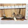 Image 1 : Baby Bobcat Watching A Butterfly Full Body Taxidermy Mount