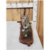 Image 2 : Baby Bobcat Watching A Butterfly Full Body Taxidermy Mount
