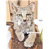 Image 4 : Baby Bobcat Watching A Butterfly Full Body Taxidermy Mount