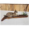 Image 5 : Baby Bobcat Watching A Butterfly Full Body Taxidermy Mount