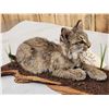 Image 6 : Baby Bobcat Watching A Butterfly Full Body Taxidermy Mount
