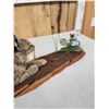 Image 7 : Baby Bobcat Watching A Butterfly Full Body Taxidermy Mount