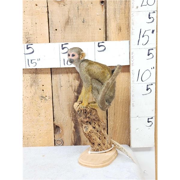 Squirrel Monkey Full Body Taxidermy Mount