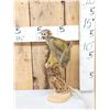 Image 1 : Squirrel Monkey Full Body Taxidermy Mount