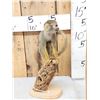 Image 3 : Squirrel Monkey Full Body Taxidermy Mount