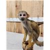 Image 4 : Squirrel Monkey Full Body Taxidermy Mount