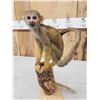 Image 5 : Squirrel Monkey Full Body Taxidermy Mount