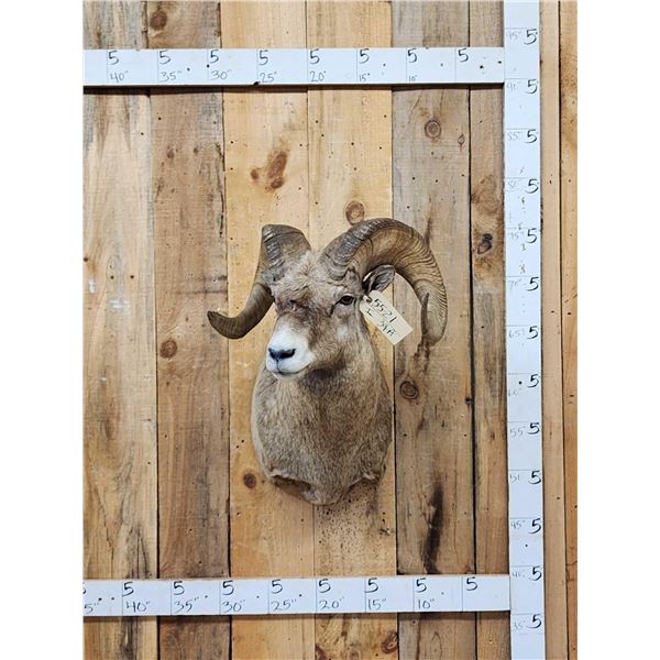 Extra Nice Bighorn Ram Sheep Shoulder Mount Taxidermy