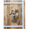 Image 1 : Extra Nice Bighorn Ram Sheep Shoulder Mount Taxidermy