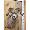 Image 2 : Extra Nice Bighorn Ram Sheep Shoulder Mount Taxidermy