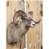 Image 3 : Extra Nice Bighorn Ram Sheep Shoulder Mount Taxidermy