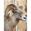Image 4 : Extra Nice Bighorn Ram Sheep Shoulder Mount Taxidermy