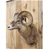 Image 5 : Extra Nice Bighorn Ram Sheep Shoulder Mount Taxidermy
