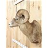 Image 6 : Extra Nice Bighorn Ram Sheep Shoulder Mount Taxidermy