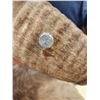 Image 7 : Extra Nice Bighorn Ram Sheep Shoulder Mount Taxidermy