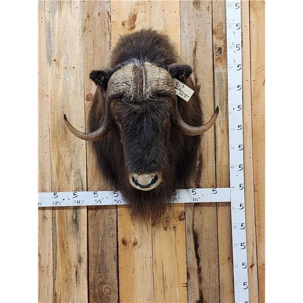 Extra Nice Musk Ox Shoulder Mount Taxidermy