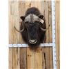 Image 1 : Extra Nice Musk Ox Shoulder Mount Taxidermy