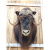 Image 2 : Extra Nice Musk Ox Shoulder Mount Taxidermy