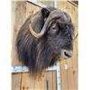 Image 3 : Extra Nice Musk Ox Shoulder Mount Taxidermy