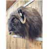 Image 4 : Extra Nice Musk Ox Shoulder Mount Taxidermy
