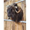 Image 5 : Extra Nice Musk Ox Shoulder Mount Taxidermy
