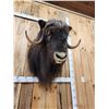 Image 6 : Extra Nice Musk Ox Shoulder Mount Taxidermy