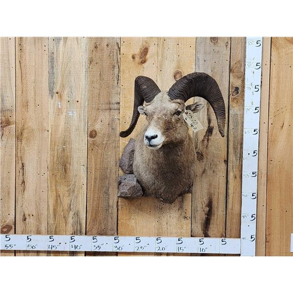 Bighorn Ram Sheep Shoulder Mount Taxidermy