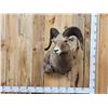 Image 1 : Bighorn Ram Sheep Shoulder Mount Taxidermy