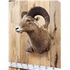 Image 2 : Bighorn Ram Sheep Shoulder Mount Taxidermy