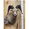 Image 3 : Bighorn Ram Sheep Shoulder Mount Taxidermy