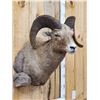 Image 4 : Bighorn Ram Sheep Shoulder Mount Taxidermy