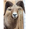Image 6 : Bighorn Ram Sheep Shoulder Mount Taxidermy